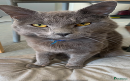 Mixed Breed cats for sale: 2 kittens left ready now! - Image 10