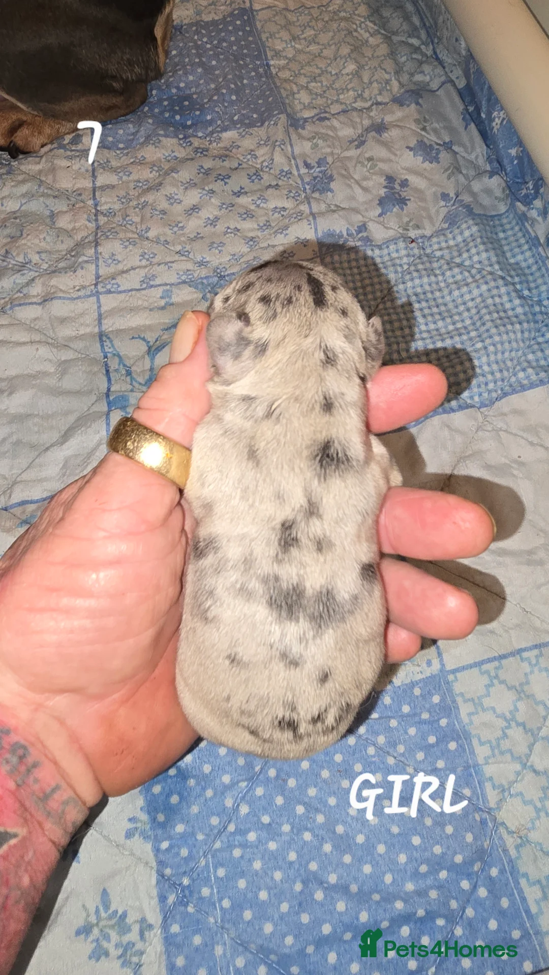 French Bulldog dogs for sale: FRENCH BULLDOG  - Advert 2