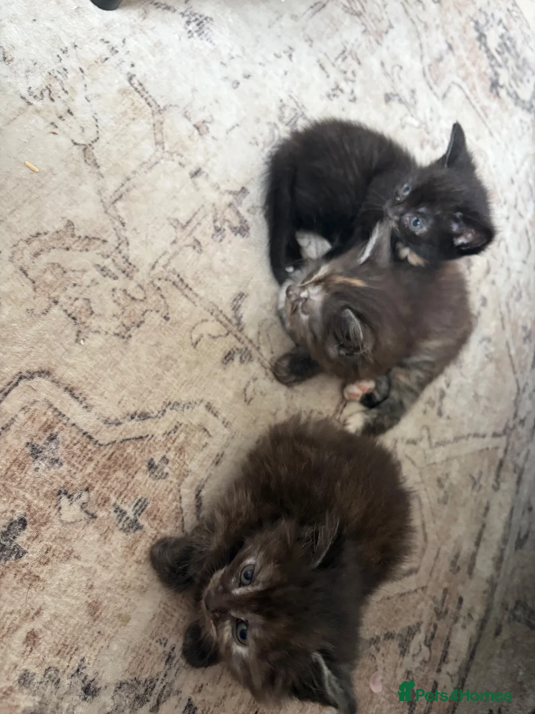 Mixed Breed cats for sale: 3 fluffy mixed kittens.  - Advert 2