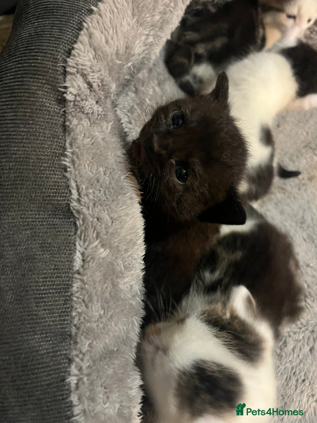 Mixed Breed cats for sale: 4 kitty’s searching for their 4ever home  - Advert 6
