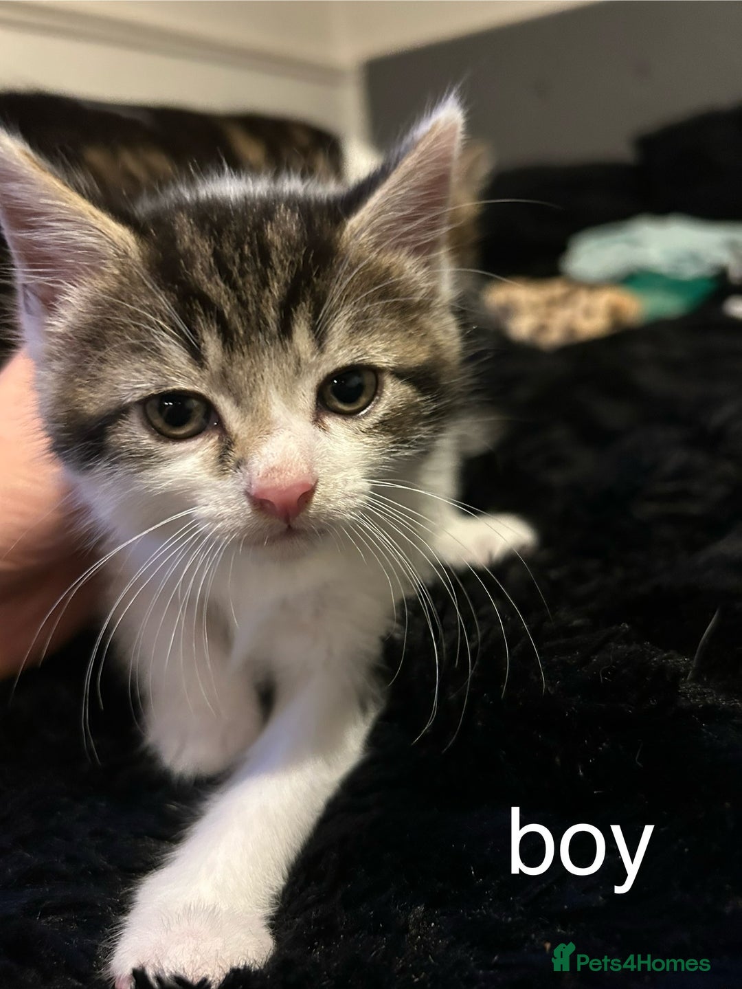 British Shorthair cats for sale: Kittens for sale - Image 2