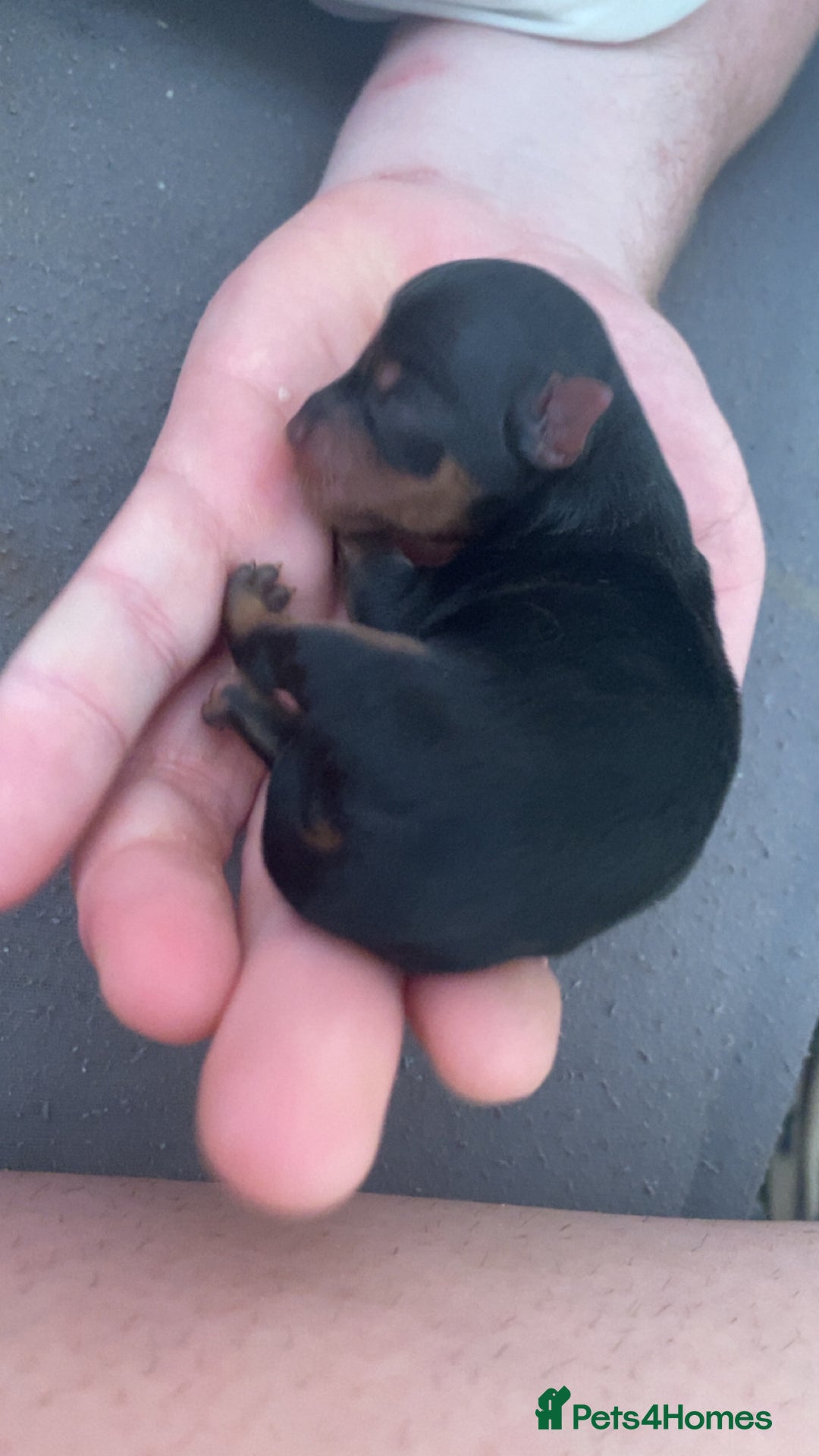 Yorkshire Terrier dogs for sale: 4 beautiful Yorkshire terrier pups  - Image 1