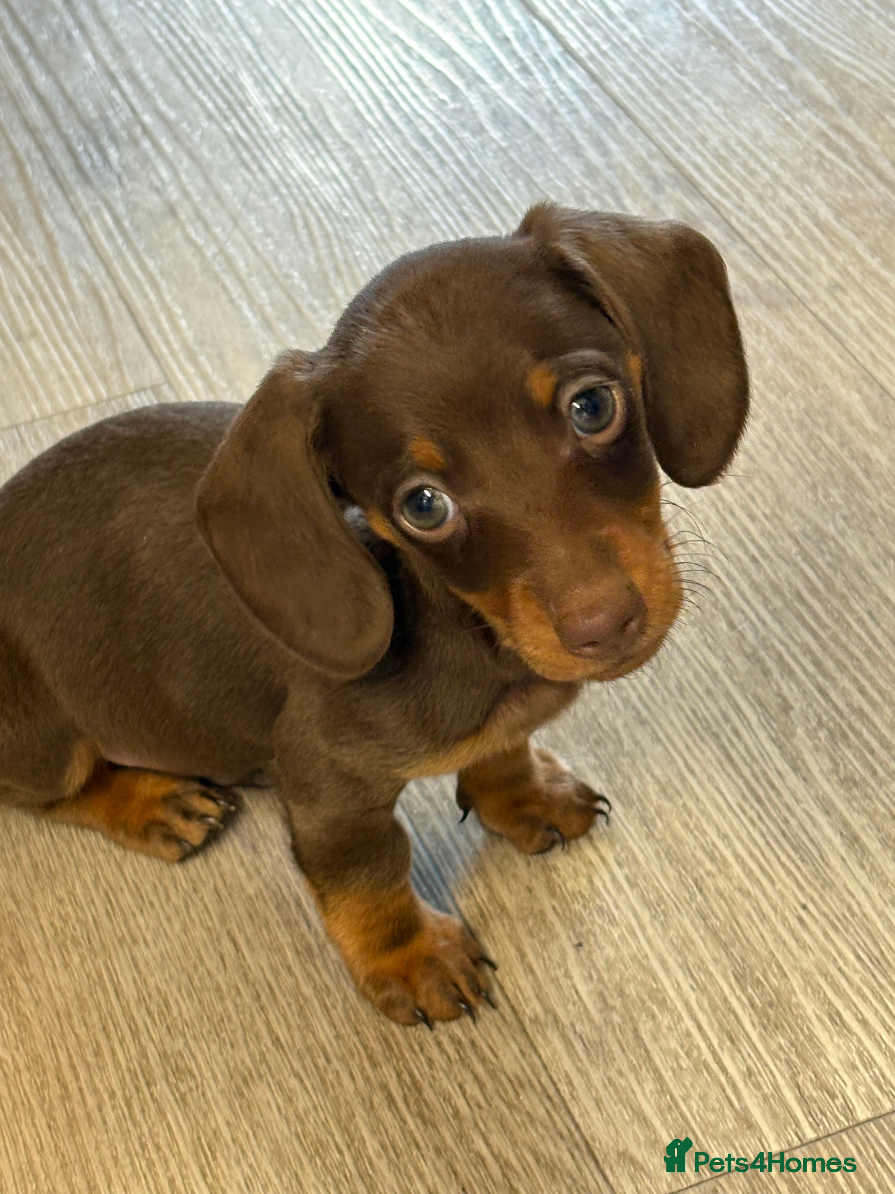 Miniature Dachshund dogs Beautiful mini boy  - Advert 3
