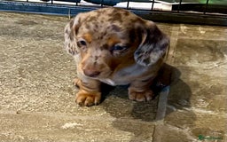 Miniature Dachshund dogs for sale: Stunning Miniature Smooth Dachshunds - Image 24