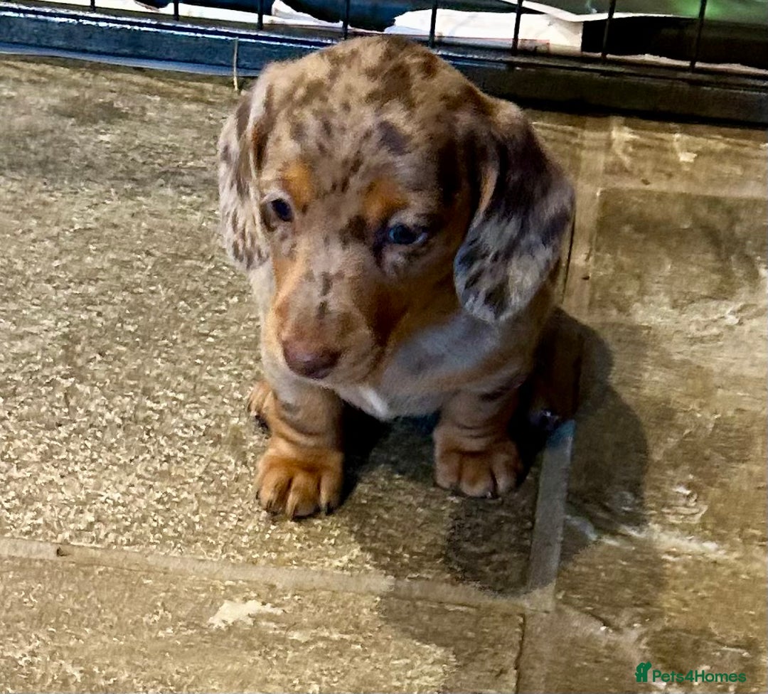Miniature Dachshund dogs for sale: Stunning Miniature Smooth Dachshunds - Image 24