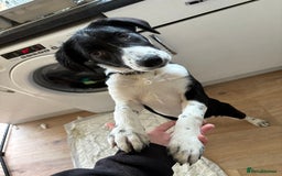 Sprollie dogs for sale: 4month old Sprollie  - Image 2