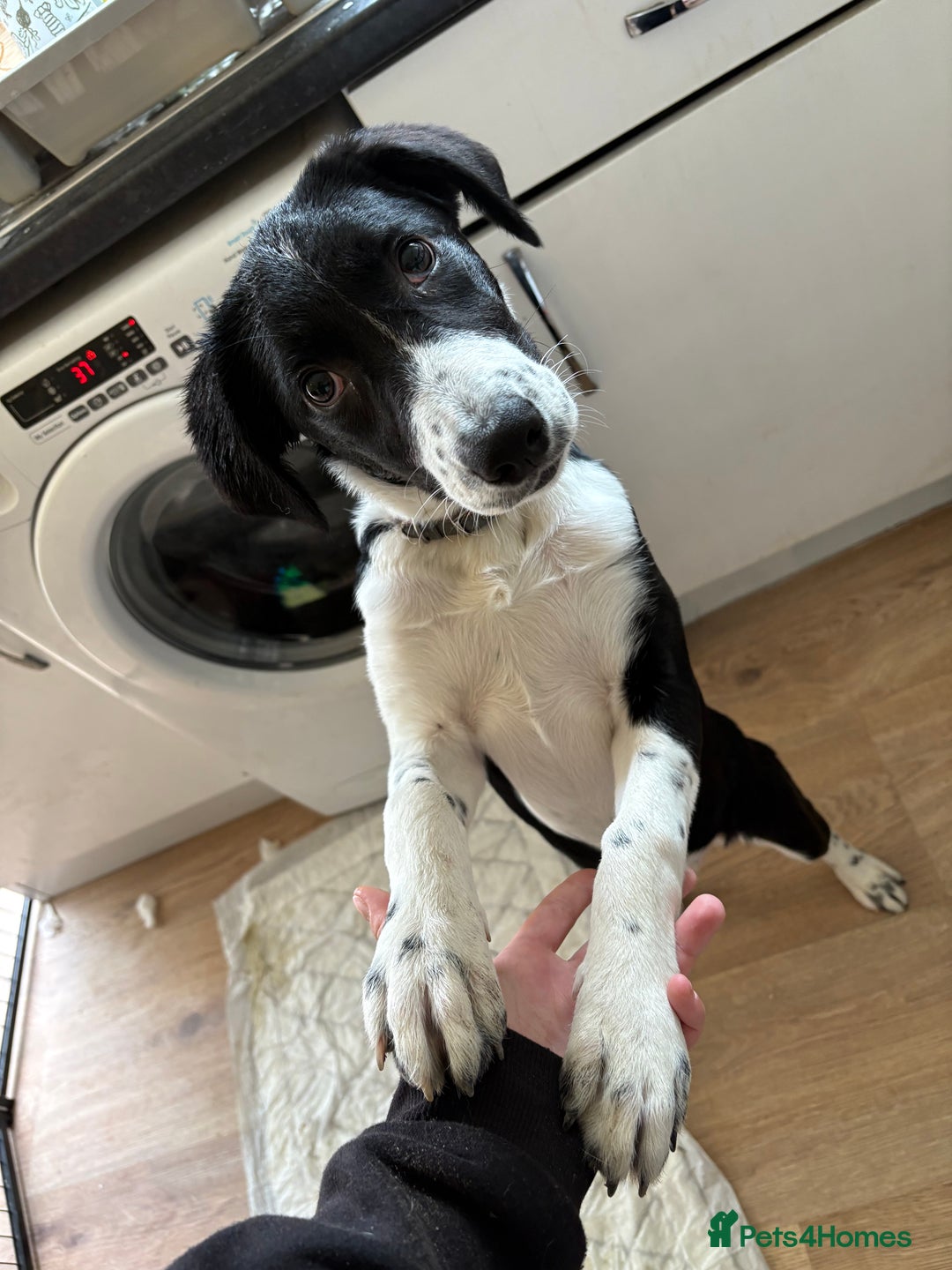 Sprollie dogs for sale: 4month old Sprollie  - Image 2