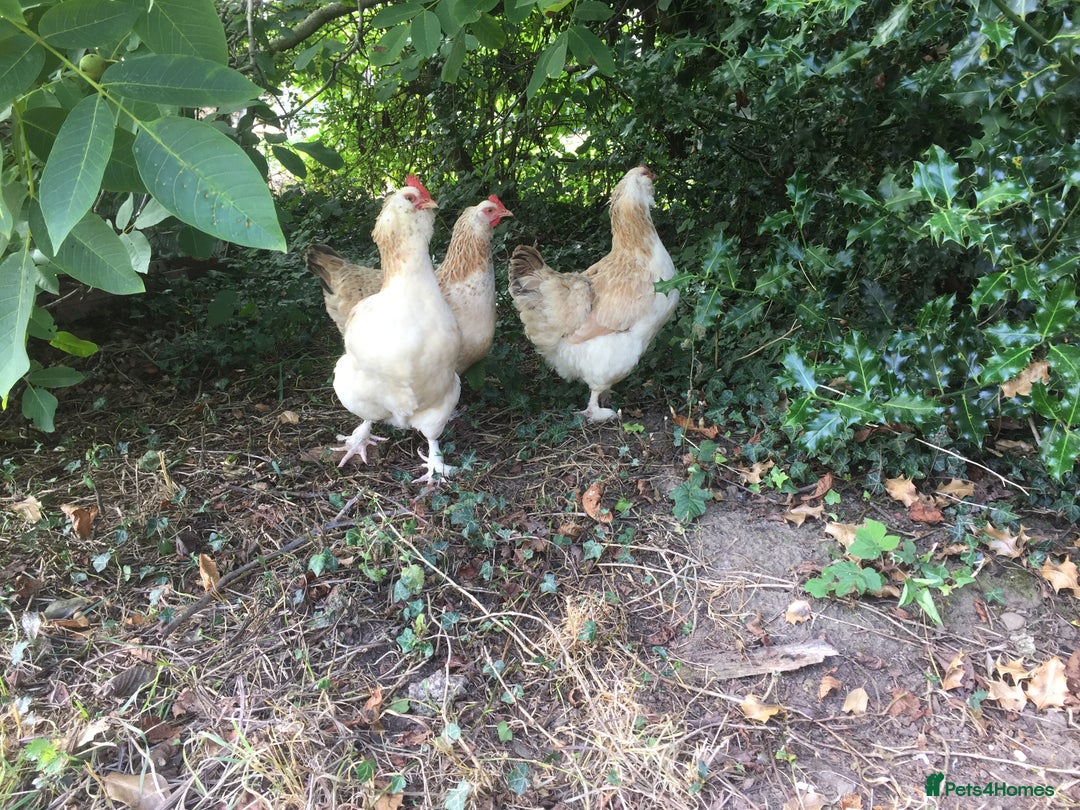 Chickens poultry for sale: Salmon Faverolle Hens - Image 3
