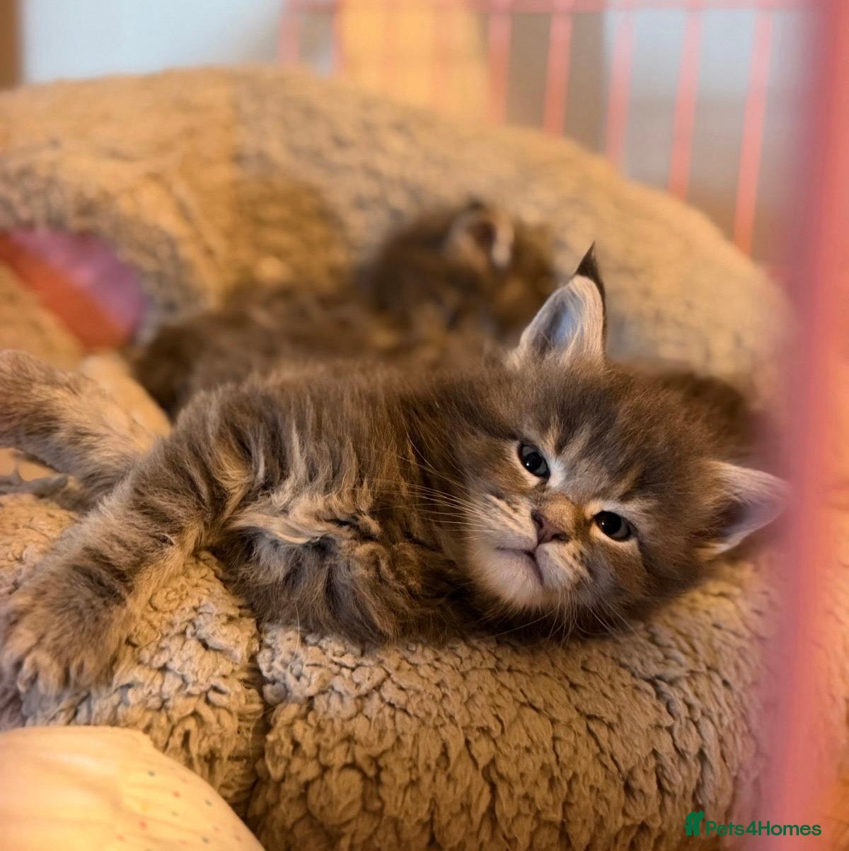 Maine Coon cats 🐾DNA CLEAR MAINE COON KITTENS🐾 - Advert 15