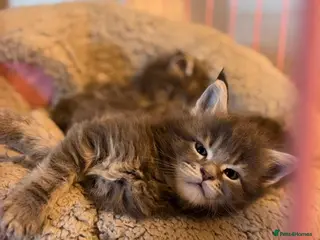 Maine Coon cats 🐾DNA CLEAR MAINE COON KITTENS🐾 - Advert 15