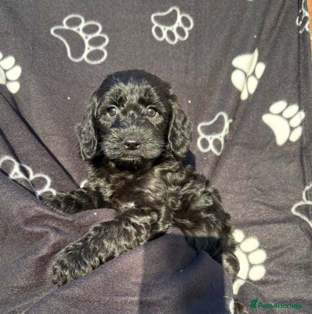 Cockapoo dogs for sale: F1 PRA Clear cockapoo puppys in Sandbach - Image 9