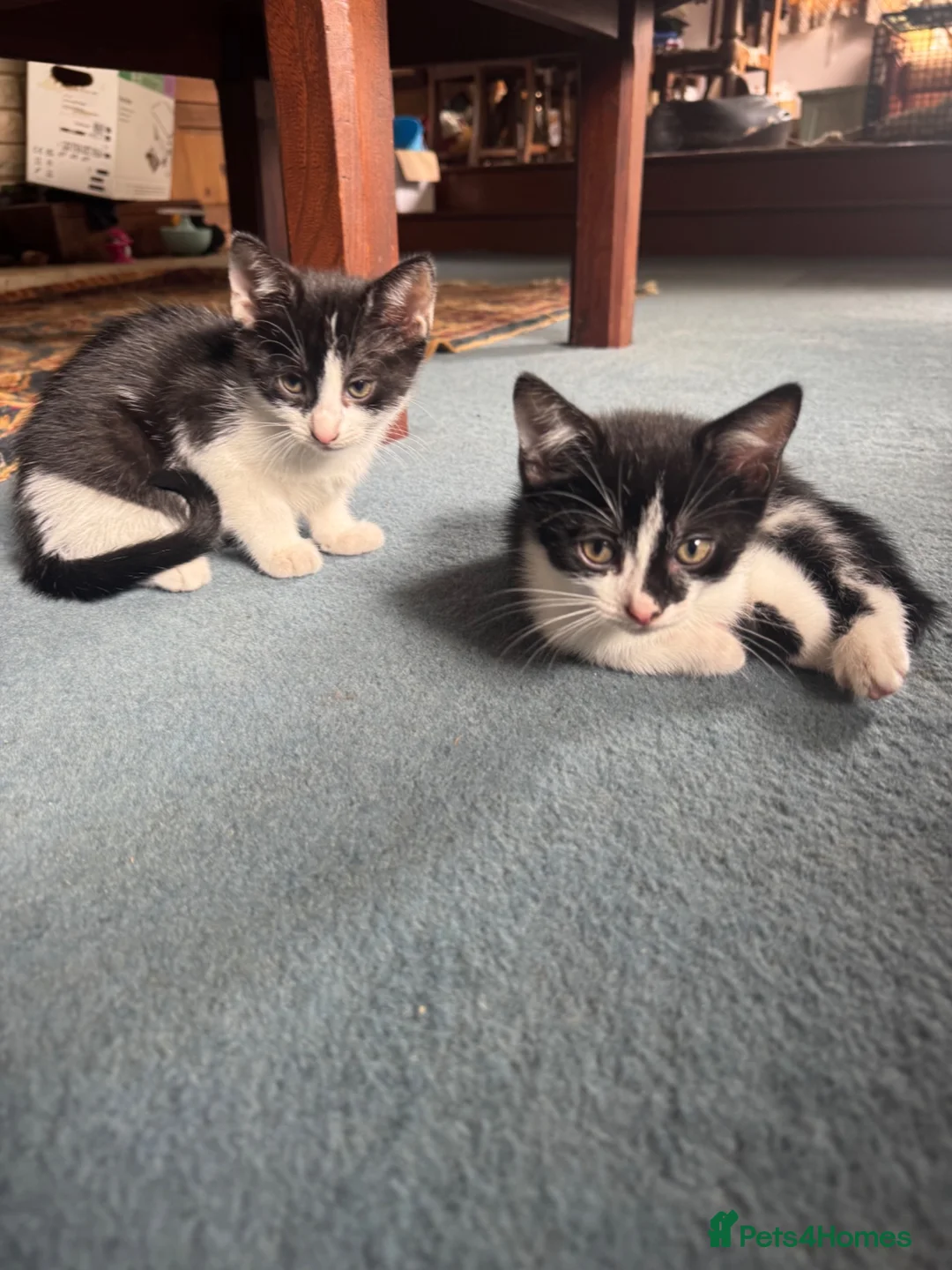 Mixed Breed cats for sale: Mixed kitten litter  - Advert 2