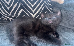 Mixed Breed cats for sale: Kittens for sale  - Image 1