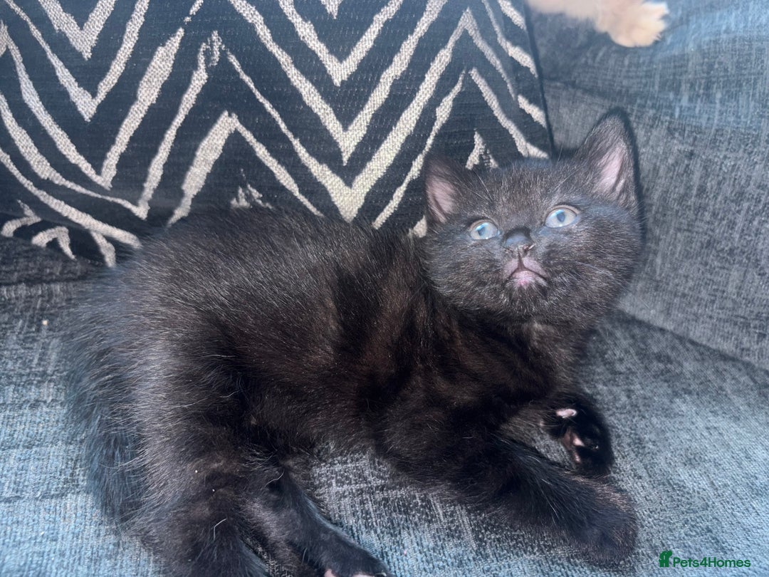 Mixed Breed cats for sale: Kittens for sale  - Image 1