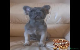 French Bulldog dogs for sale: KLASSY BULLZ KENNELS - KLASSY PUPZ ✨️ in Beckenham - Image 5
