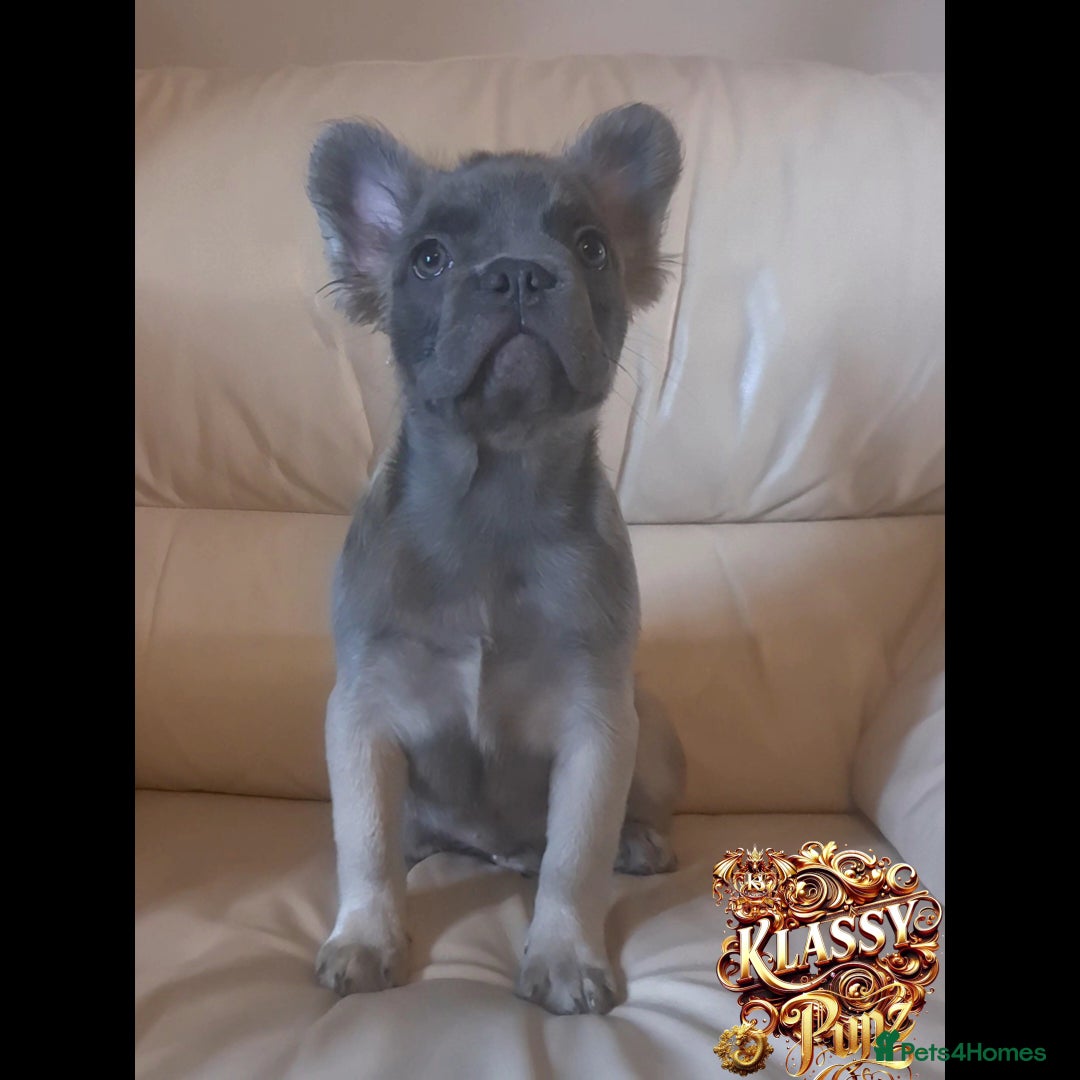 French Bulldog dogs for sale: KLASSY BULLZ KENNELS - KLASSY PUPZ ✨️ in Beckenham - Image 5