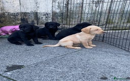 Labrador Retriever dogs for sale: TOP BRED LABRADOR PUPS - Image 1