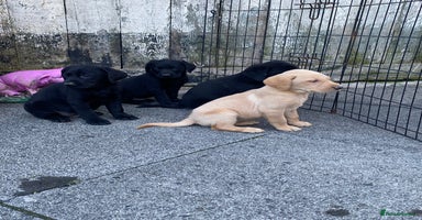 Labrador Retriever dogs - Advert 15