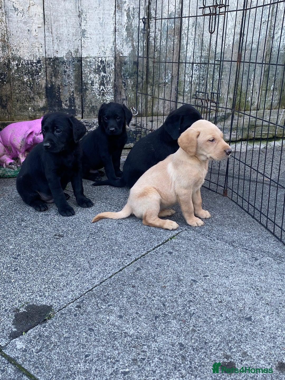 Labrador Retriever dogs for sale: TOP BRED LABRADOR PUPS - Image 1