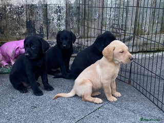 Labrador Retriever dogs - Advert 16