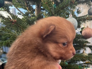 Pomchi dogs 💙 2 longhair Boys Left 💙 💗 1 girl available 💗 - Advert 9