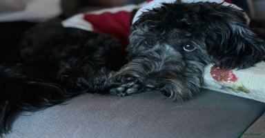 Cockapoo dogs in Warrington - Advert 15