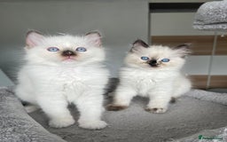 Ragdoll cats for sale: Registered Ragdoll kittens LAST GIRL HCM/PKD clear - Image 25