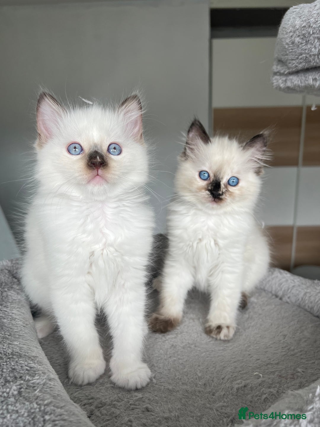Ragdoll cats for sale: Registered Ragdoll kittens LAST GIRL HCM/PKD clear - Image 25