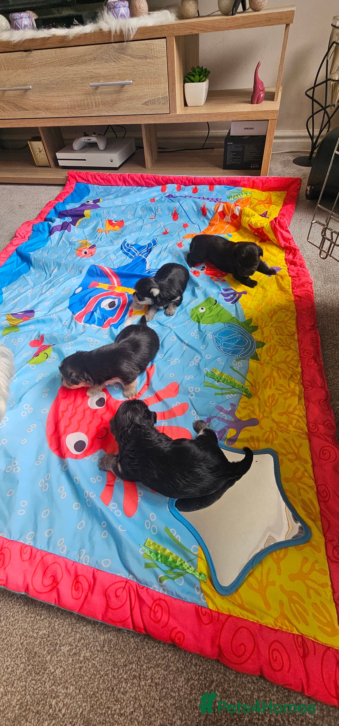 Morkie dogs for sale: 🐶 Adorable Morkie Puppies 🐶 - Image 3