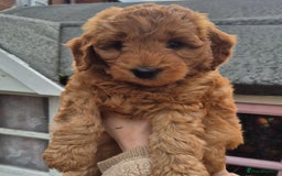 Cockapoo dogs for sale: Cockapoo f1b - Image 11