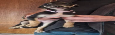 Mixed Breed 6
