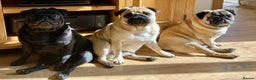 Pug dogs for stud: Health tested black pug stud  in Stevenage - Advert 10