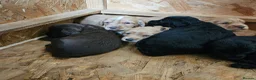 Cocker Spaniel dogs for sale: KC Cocker Spaniel-Black and Golden Boys Available in Settle - Advert 13