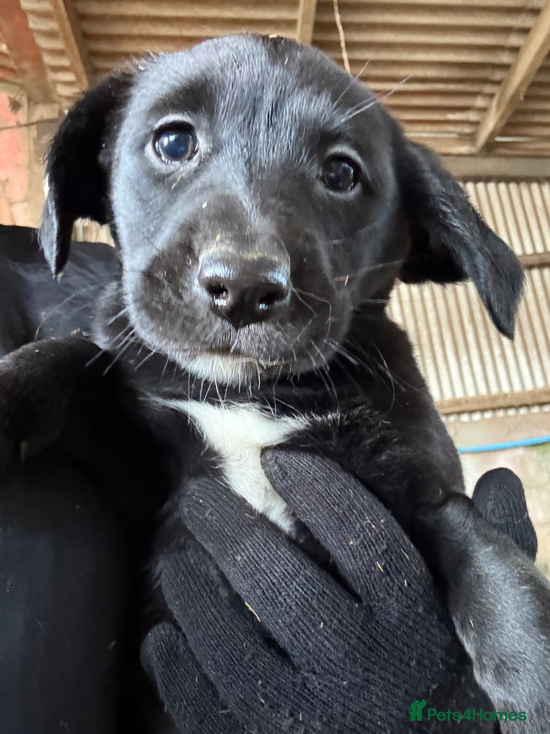 Mixed Breed dogs for sale: Labrador cross collie - Advert 2