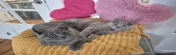 British Shorthair cats for sale: Ready! GCCF parents with champions in line,BSH - Advert 12