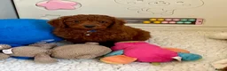 Cavapoo dogs for sale: Outstanding quality, F1b super dark red Cavapoo’s  - Advert 3