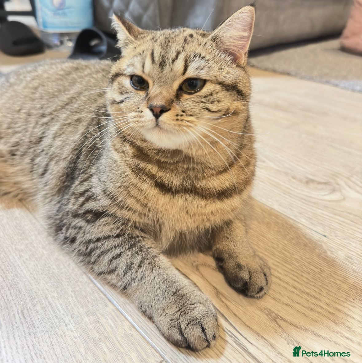 British Shorthair cats Luna - Tabby British Shorthair - Advert 15