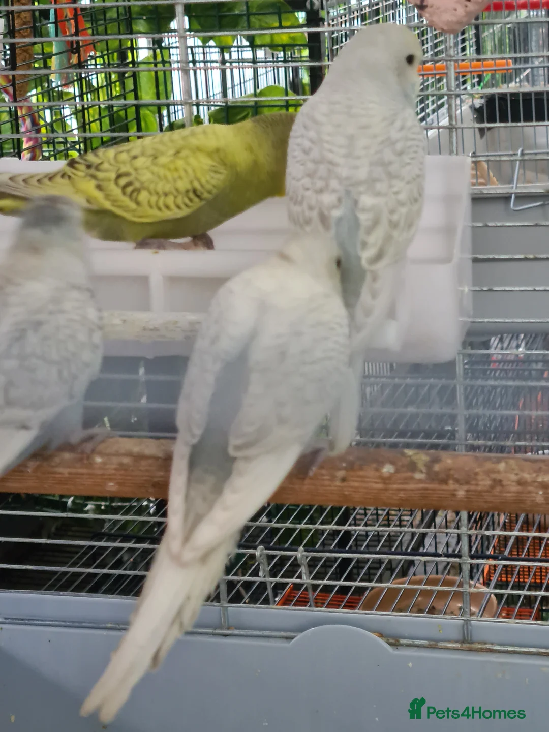 Budgerigars birds for sale: 4 x THIS YEARS BUDGIES PARENT REARED - Advert 5