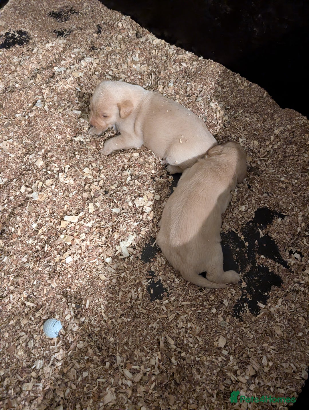 Labrador Retriever dogs for sale: Working Pedigree Yellow Lab pups champion lines - Advert 16