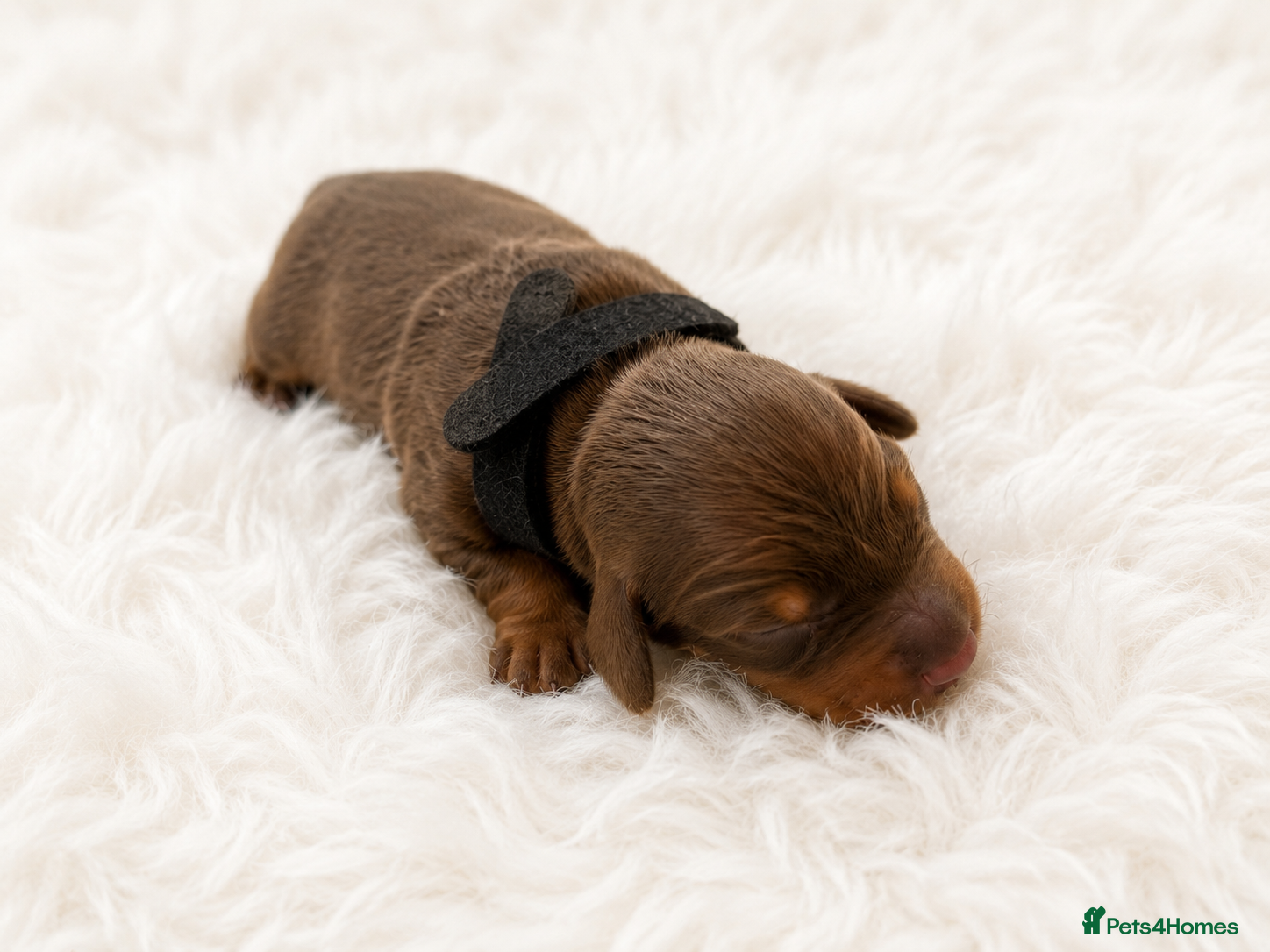 Dachshund dogs 🐾 Chocolate, Tan & Dapple Dachshund Puppies 🐾 - Advert 2