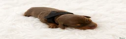 Dachshund dogs for sale: 🐾 Chocolate, Tan & Dapple Dachshund Puppies 🐾 - Advert 4