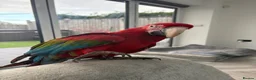 Parrots birds for sale: Greenwing Macaw - Advert 6