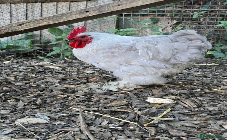 Chickens poultry Lavender Pekin Bantam Cream Legbar chickens  - Advert 1