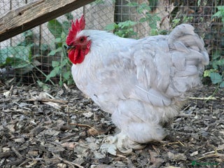 Chickens poultry Lavender Pekin Bantam Cream Legbar chickens - Advert 1