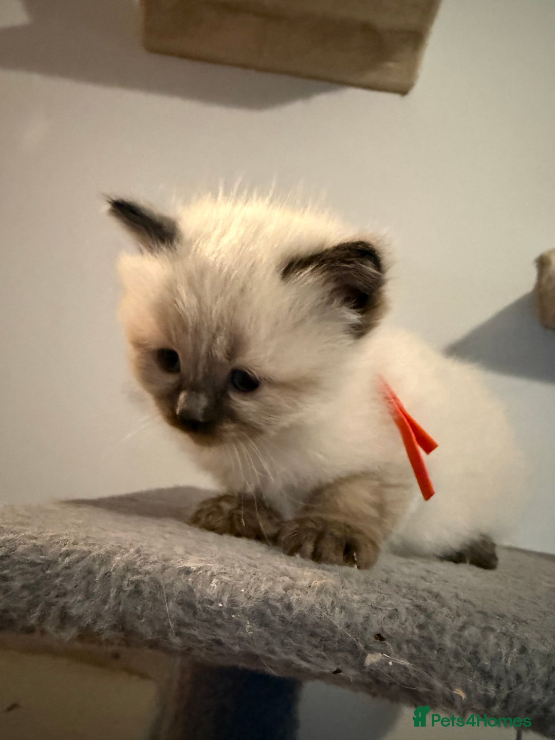 Ragdoll cats for sale: Ragdoll - Advert 4