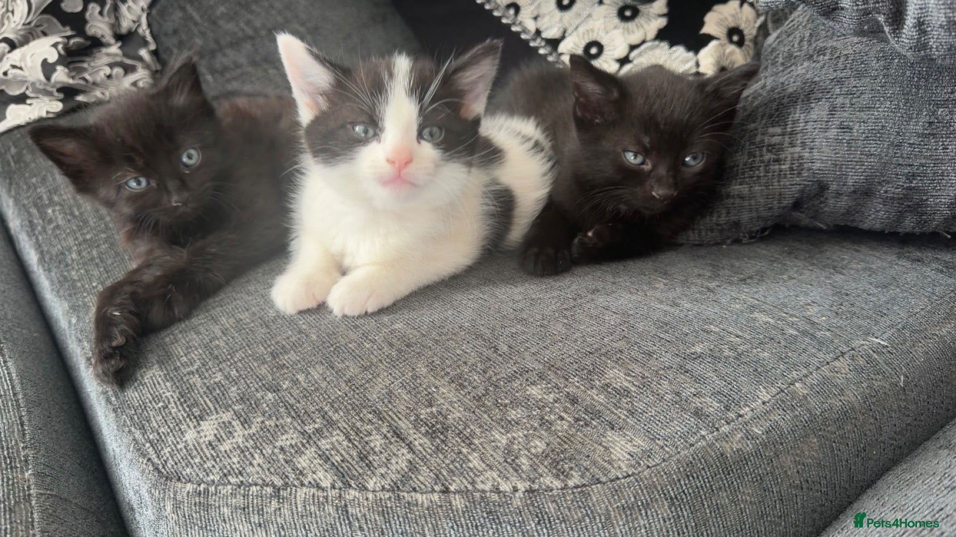 Mixed Breed cats Adorable litter of 3  - Advert 2
