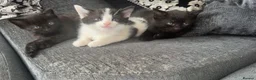 Mixed Breed cats for sale: Adorable litter of 3  - Advert 1