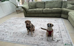 Mixed Breed dogs for sale: Hope & Mya  - Image 2