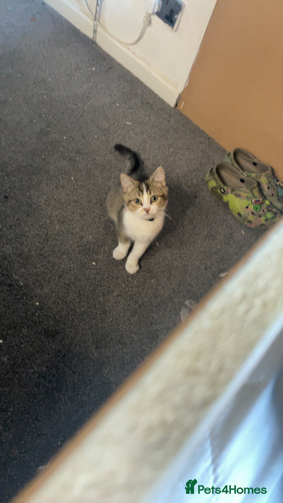 British Shorthair cats for sale: British short hair cat - Image 5