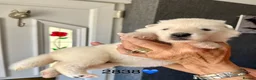 White Swiss Shepherd dogs for sale: Absolutely gorgeous  - Advert 6